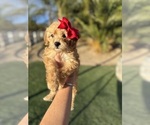 Puppy Puppy 3 Goldendoodle (Miniature)