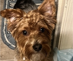 Yorkshire Terrier Puppy for sale in WALDORF, MD, USA