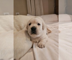 Labrador Retriever Puppy for sale in RAMONA, CA, USA
