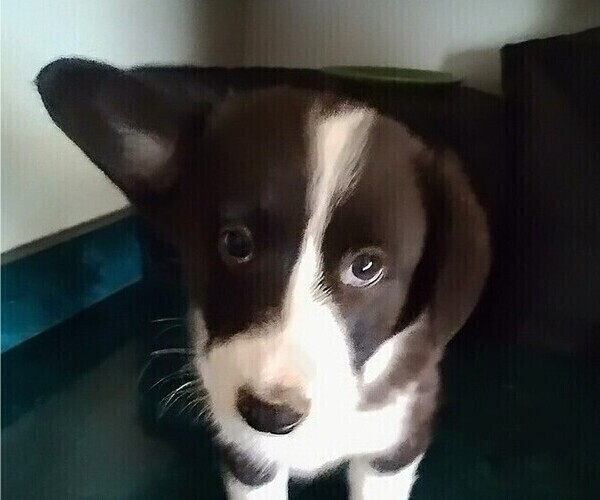 Medium Photo #12 Border Collie-Pembroke Welsh Corgi Mix Puppy For Sale in CHILOQUIN, OR, USA