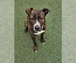 Small #8 American Pit Bull Terrier-Plott Hound Mix