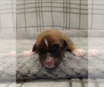Small Photo #14 Puggle-Shih Tzu Mix Puppy For Sale in NEW YORK MILLS, MN, USA