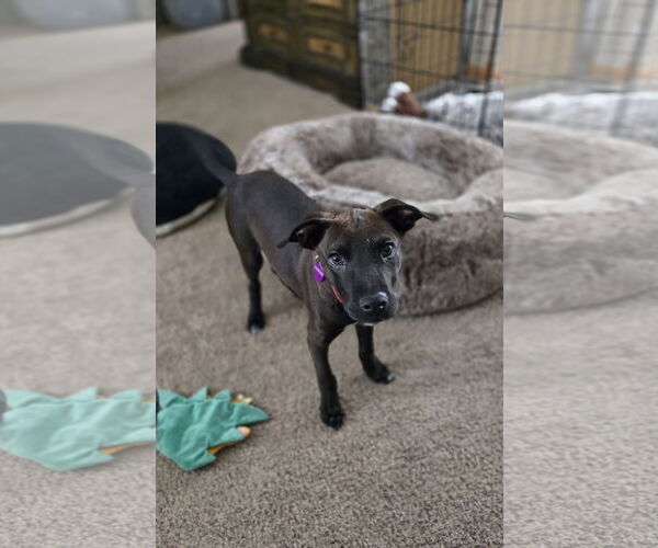 Medium Photo #4 American Pit Bull Terrier-Unknown Mix Puppy For Sale in Minneapolis, MN, USA