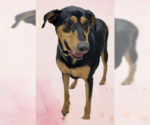 Small Photo #2 Doberman Pinscher-Pointer Mix Puppy For Sale in Houston, TX, USA
