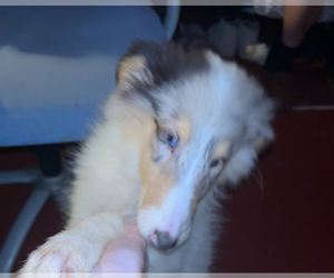 Bearded Collie Puppy for sale in AURORA, IN, USA