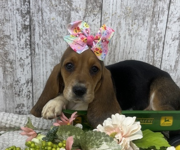 Medium Photo #1 Basset Hound Puppy For Sale in PEEBLES, OH, USA