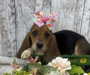 Basset Hound Puppy for sale in PEEBLES, OH, USA