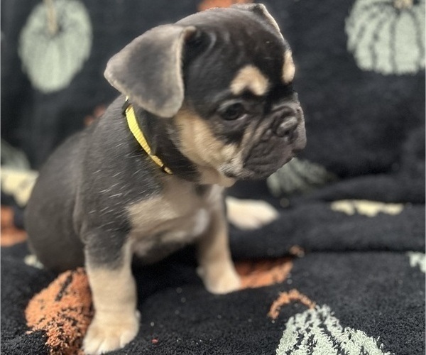 Medium Photo #1 French Bulldog Puppy For Sale in UPPER MARLBORO, MD, USA