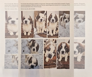 Saint Bernard Puppy for sale in Shoal Lake, Manitoba, Canada