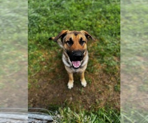 German Shepherd Dog Puppy for sale in MESHOPPEN, PA, USA
