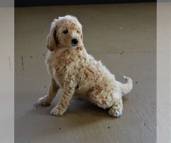 Medium Photo #3 Goldendoodle-Poodle (Miniature) Mix Puppy For Sale in GORDONVILLE, PA, USA
