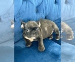 Small Photo #10 French Bulldog Puppy For Sale in JACKSON, MS, USA
