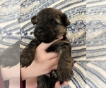 Small Photo #4 Morkie Puppy For Sale in HAMPSTEAD, NC, USA