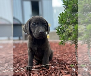 Labrador Retriever Puppy for sale in THORNTON, CO, USA
