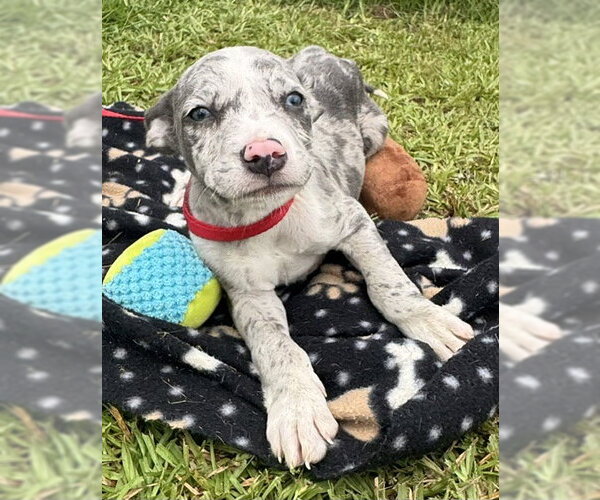Medium Photo #1 Labrador Retriever-Unknown Mix Puppy For Sale in Tarrytown, GA, USA