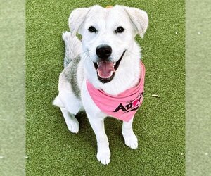 Labrador Retriever-Siberian Husky Mix Dogs for adoption in Fort Lauderdale, FL, USA
