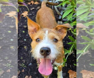 Medium Mutt
