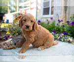 Small Photo #33 Goldendoodle Puppy For Sale in KIRKWOOD, PA, USA