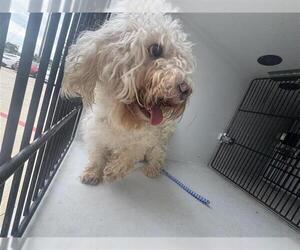 Medium Bichon Frise