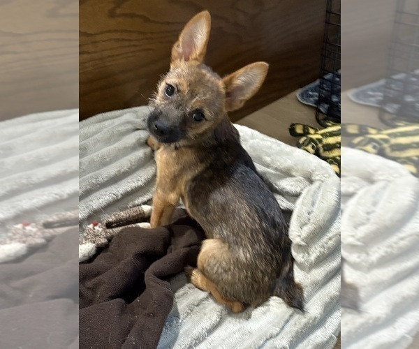Medium Photo #7 Chorkie Puppy For Sale in BRICK, NJ, USA