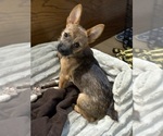 Small Photo #7 Chorkie Puppy For Sale in BRICK, NJ, USA