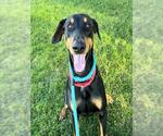 Small Doberman Pinscher