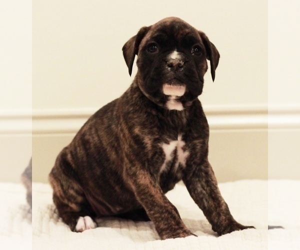 Medium Photo #2 Boxer Puppy For Sale in DENVER, PA, USA