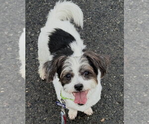 Shih Tzu Dogs for adoption in Oak Bluffs, MA, USA