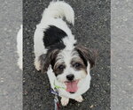 Lucia - Female Shih Tzu Dog for Adoption - Small photo