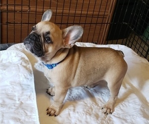 French Bulldog Puppy for sale in CAPE CORAL, FL, USA