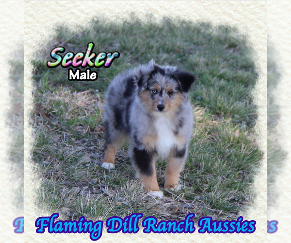 Medium Photo #1 Miniature Australian Shepherd Puppy For Sale in FORESTBURG, TX, USA