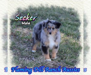 Miniature Australian Shepherd Puppy for sale in FORESTBURG, TX, USA