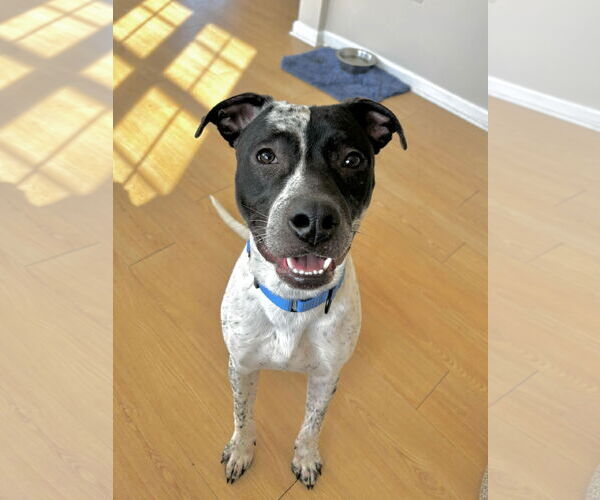 Medium Photo #13 American Pit Bull Terrier-Pointer Mix Puppy For Sale in Rockaway, NJ, USA