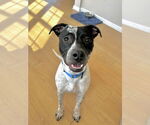 Small #12 American Pit Bull Terrier-Pointer Mix