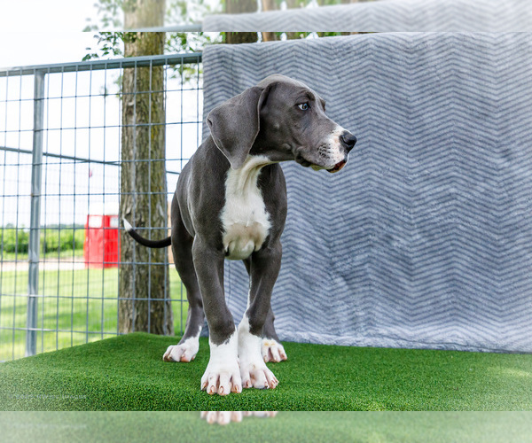 Medium Photo #179 Great Dane Puppy For Sale in WAKARUSA, IN, USA