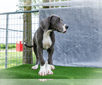 Small #5 Great Dane