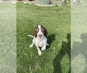 English Setter Puppy for sale in FINLAYSON, MN, USA