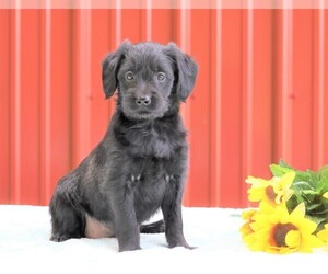 Labradoodle-Poodle (Miniature) Mix Puppy for sale in FREDERICKSBG, OH, USA
