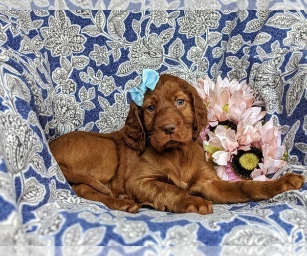 Medium Photo #5 Irish Setter Puppy For Sale in QUARRYVILLE, PA, USA