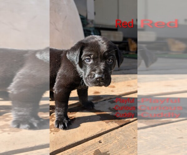 Medium Photo #1 Labrador Retriever Puppy For Sale in PIONEER, CA, USA