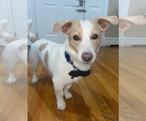 Chihuahua-Corgi Basset Mix Dogs for adoption in MANHASSET, NY, USA