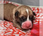 Small Photo #1 Boxer Puppy For Sale in Vail, AZ, USA