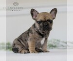 Small Photo #4 French Bulldog Puppy For Sale in GAP, PA, USA