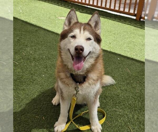 Medium Photo #2 Siberian Husky-Unknown Mix Puppy For Sale in Las Vegas, NV, USA