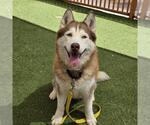 Small #1 Siberian Husky Mix