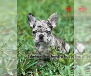 French Bulldog Puppy for sale in SAINT JOHNS, FL, USA
