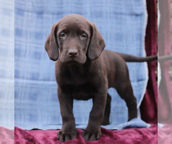 Medium Photo #4 Labrador Retriever Puppy For Sale in ELLIOTTSBURG, PA, USA