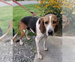 Small #4 Treeing Walker Coonhound