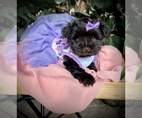 Medium Photo #1 Schnauzer (Miniature) Puppy For Sale in PFLUGERVILLE, TX, USA