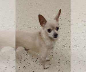 Medium Chihuahua